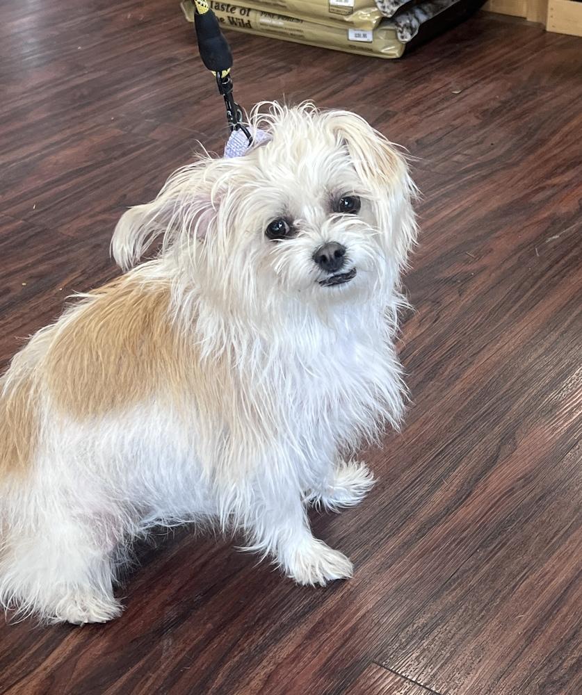 Enlarge Lili, a Adoptable mixed breed in Frisco, TX image 2/4