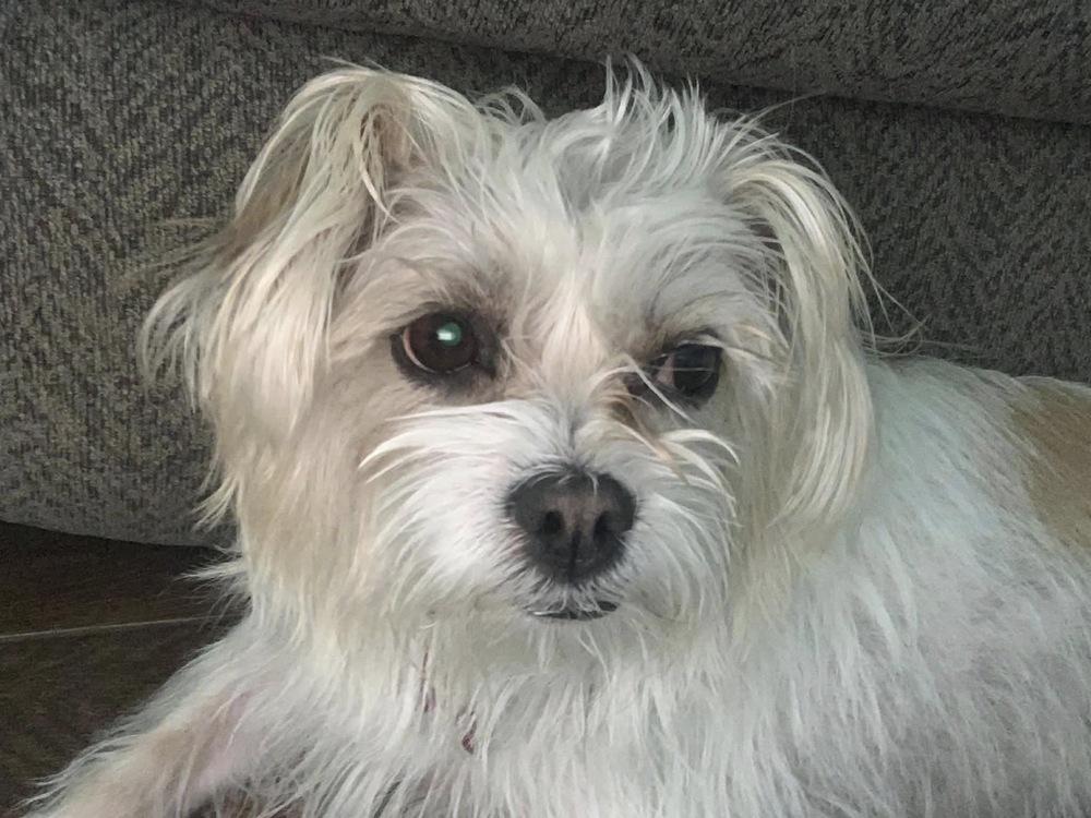 Enlarge Lili, a Adoptable mixed breed in Frisco, TX image 3/4