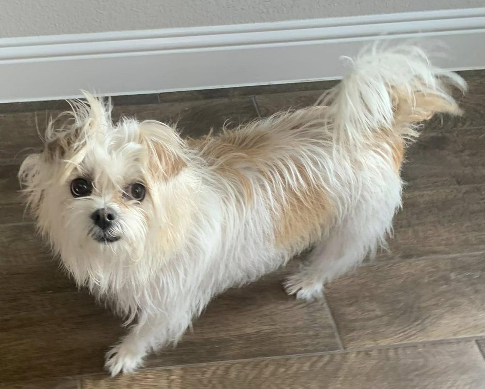 Enlarge Lili, a Adoptable mixed breed in Frisco, TX image 4/4