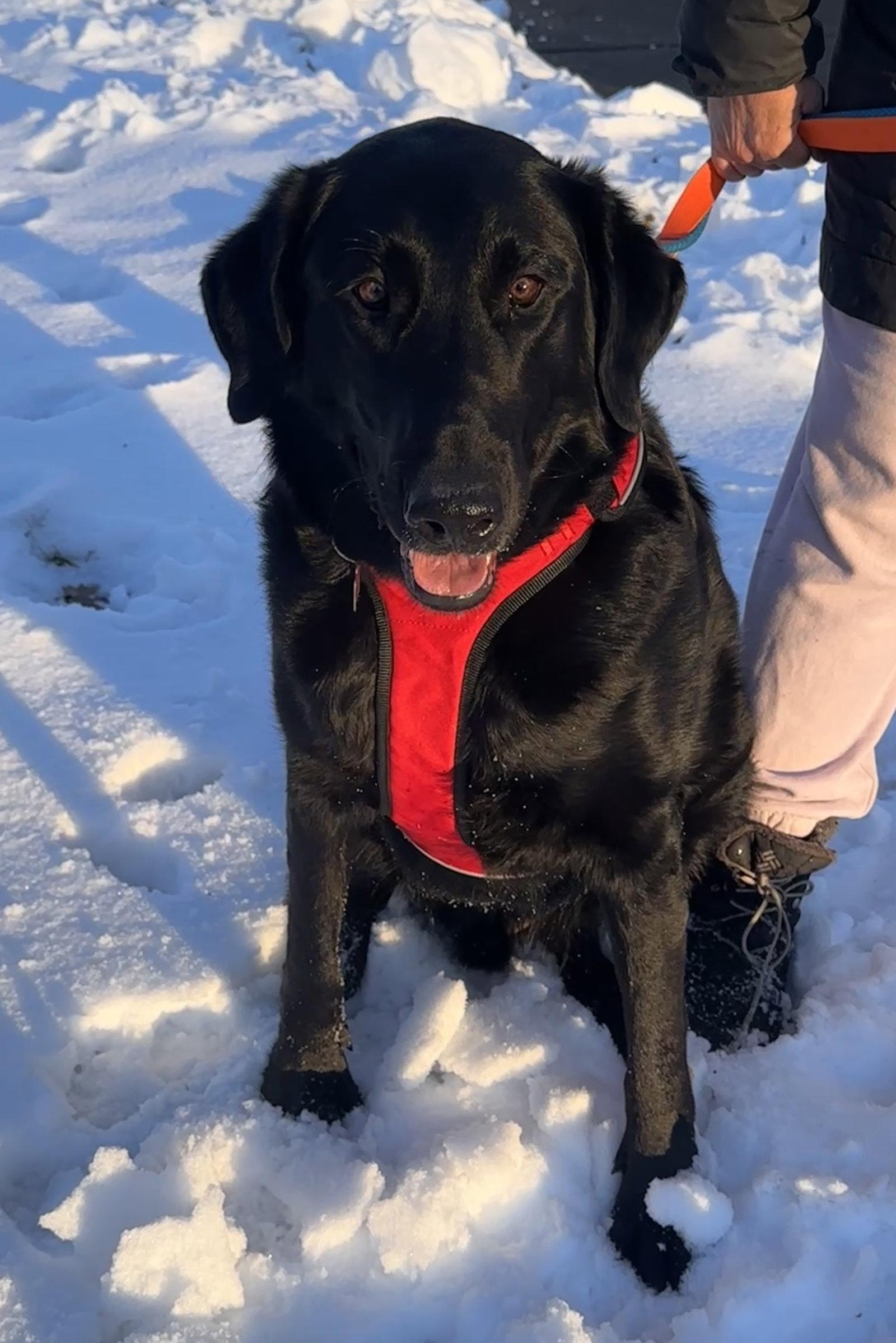 Buddy, Adopted, Adult Male Labrador Retriever & Shepherd.
