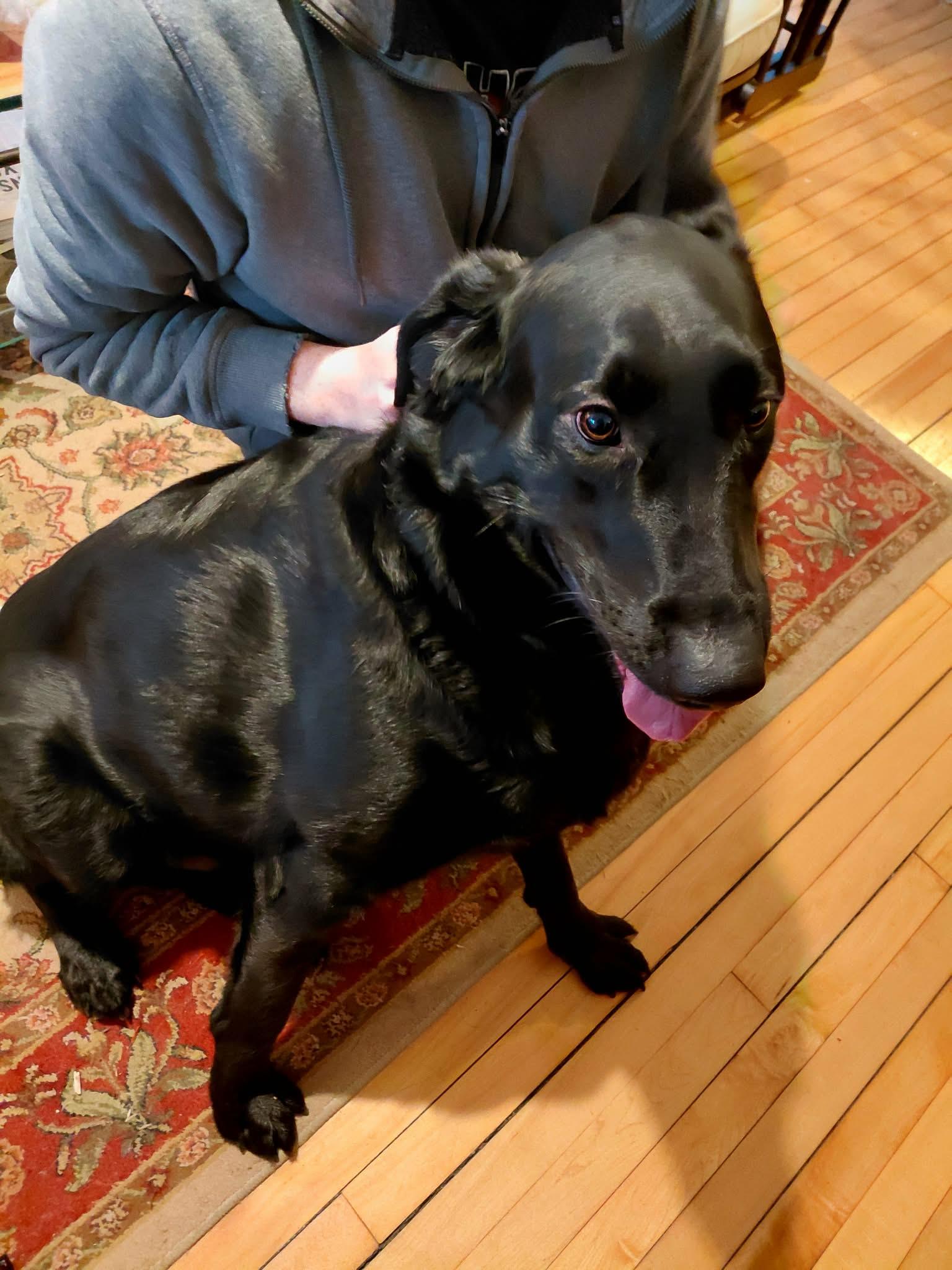 Buddy, a Adopted mixed breed in Crystal, MN image 2/3