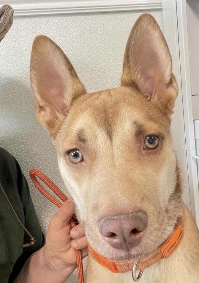 Hope, a Adoptable mixed breed in Sedalia, CO image 1/5