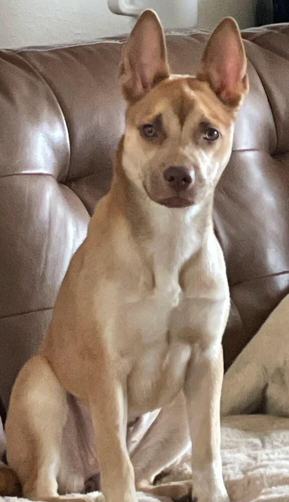 Hope, a Adoptable mixed breed in Sedalia, CO image 2/5