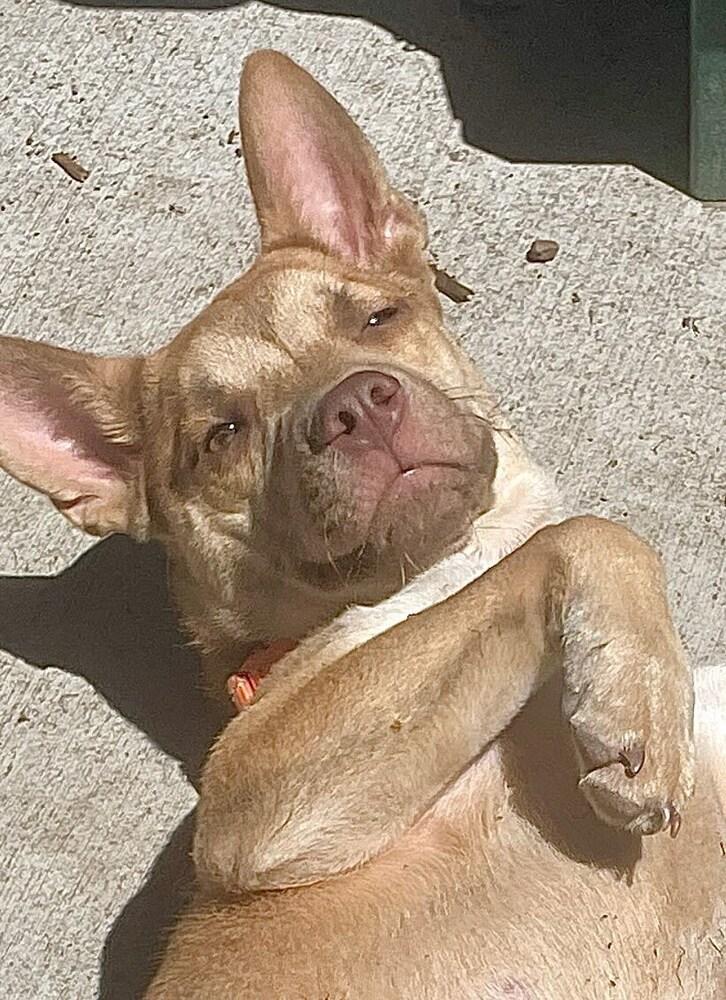 Hope, a Adoptable mixed breed in Sedalia, CO image 3/5