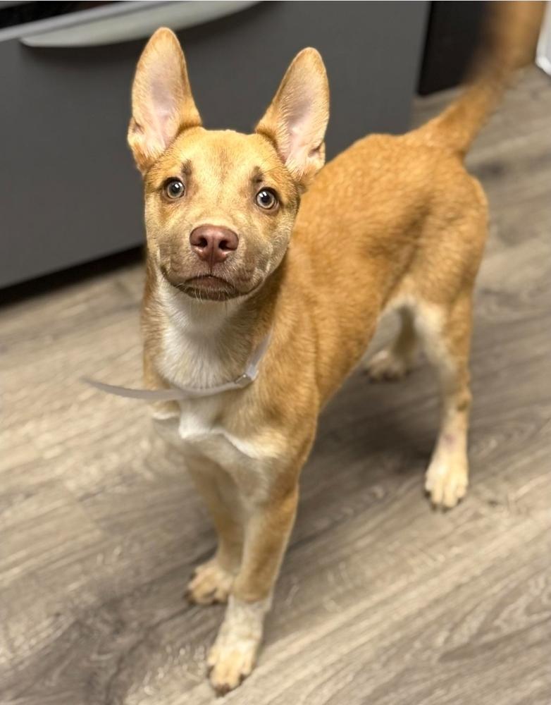 Hope, Adoptable, Puppy Female German Shepherd Dog & Labrador Retriever.