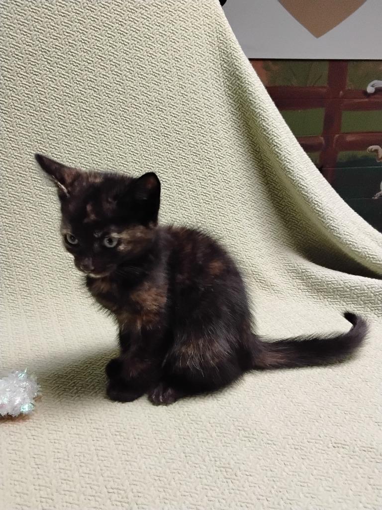 Beta, Adoptable, Kitten Female Domestic Short Hair.