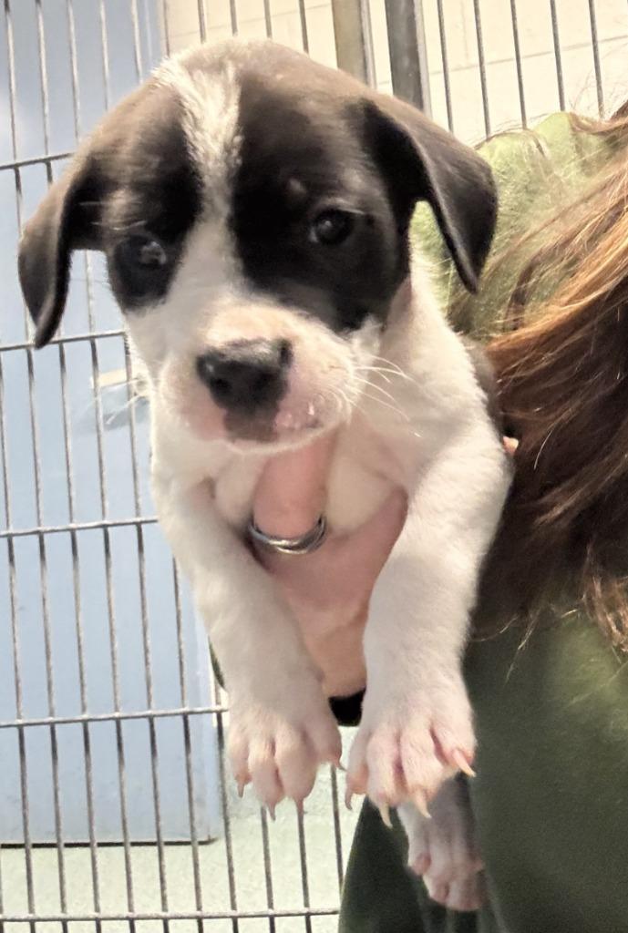SALLY, Adoptable, Puppy Female Mixed Breed.