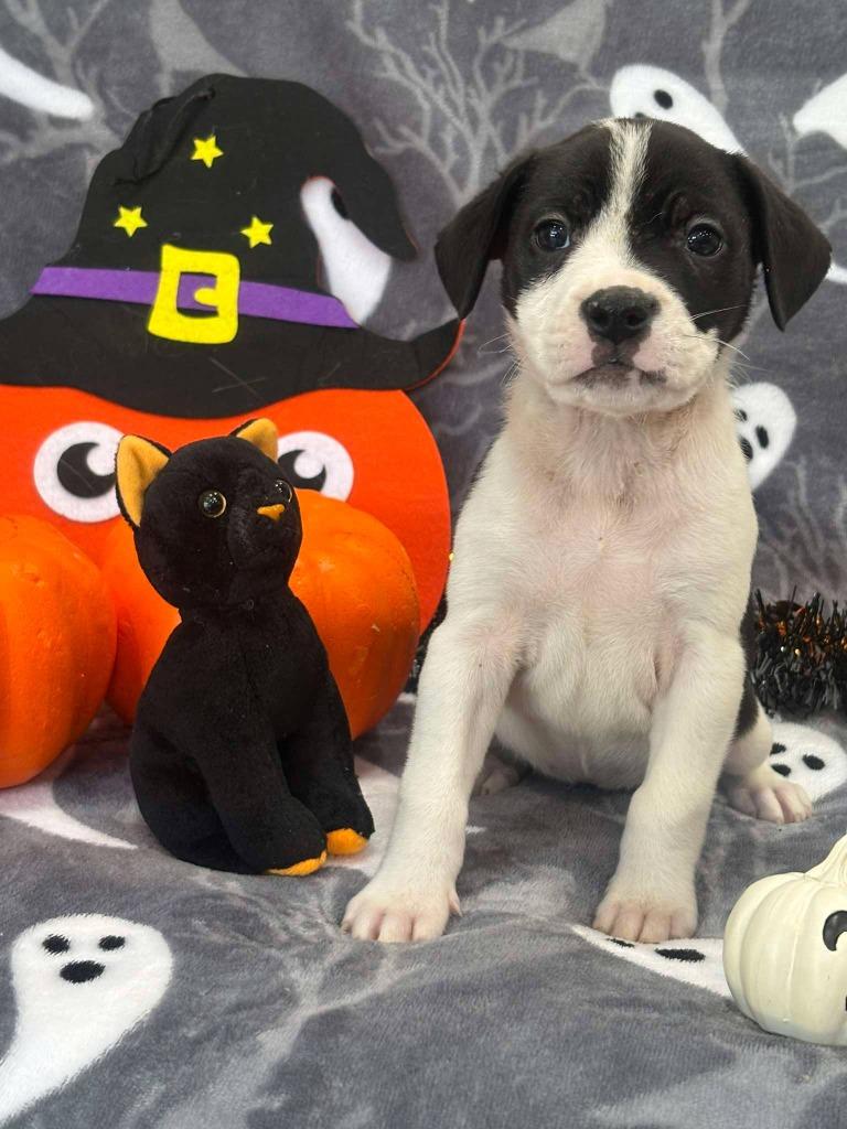 Enlarge SALLY, a Adoptable mixed breed in Warrenton, NC image 2/2
