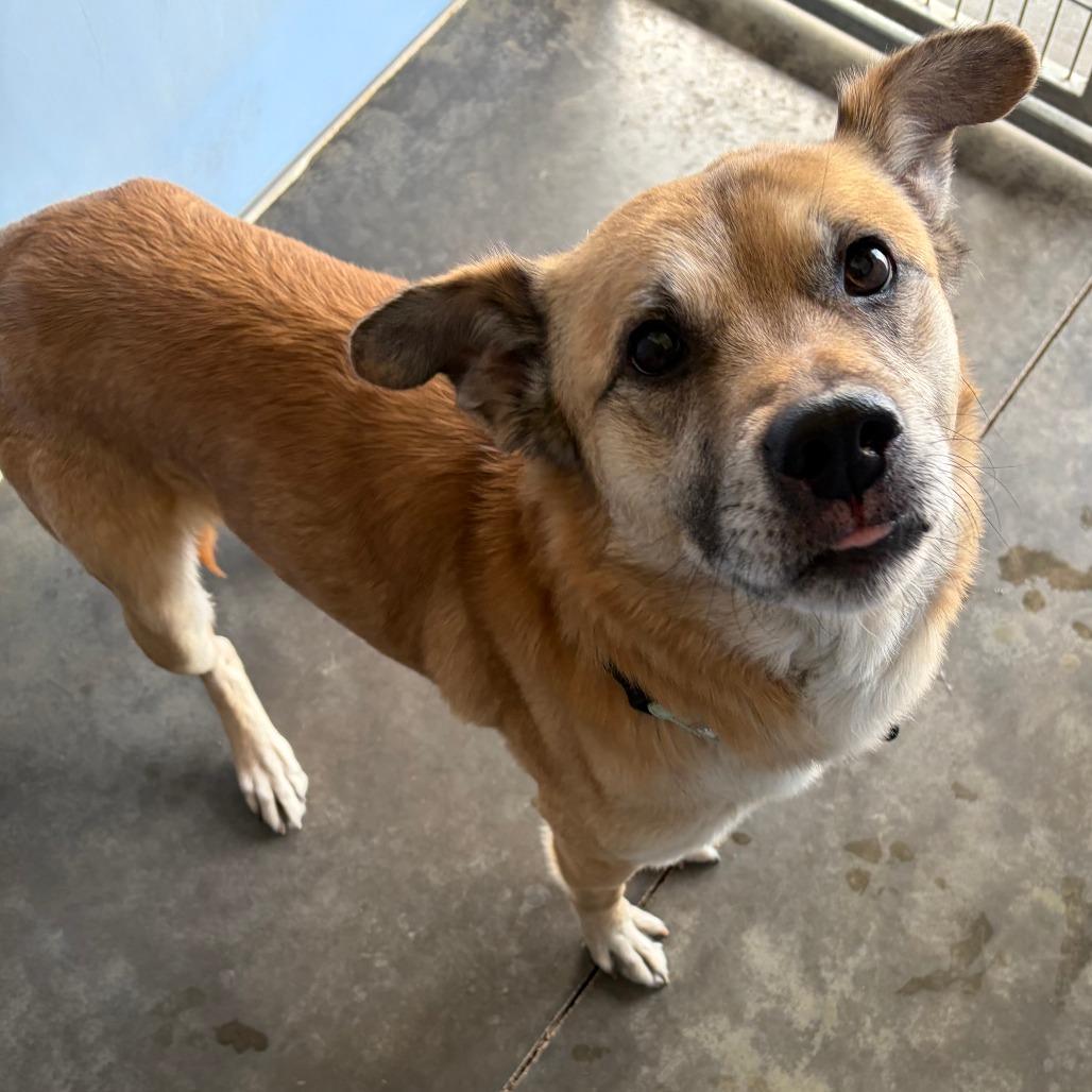 Enlarge Max, a Adoptable Shepherd in Show Low, AZ image 1/1