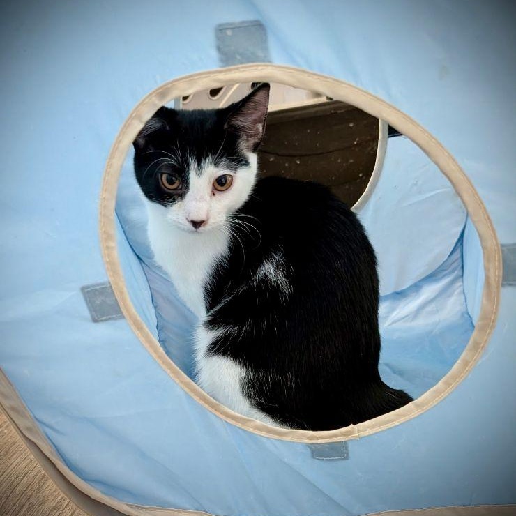 Checkers, Adoptable, Young Male Domestic Short Hair.