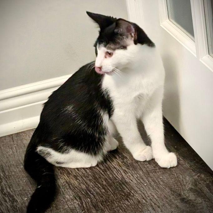 Checkers, a Adoptable Domestic Short Hair in Lake Orion, MI image 2/2