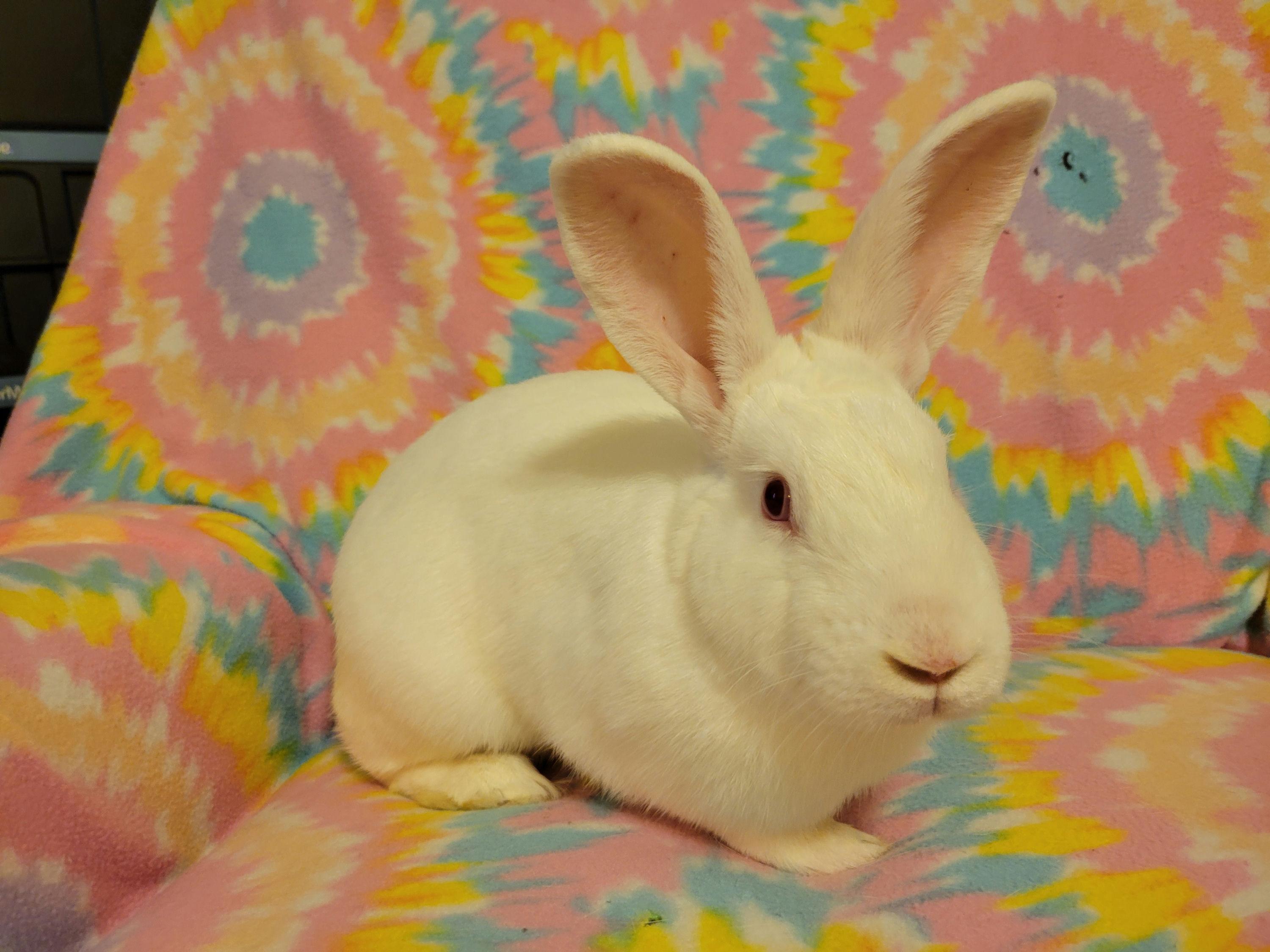 Rascal, Adoptable, Adult Male Bunny Rabbit.