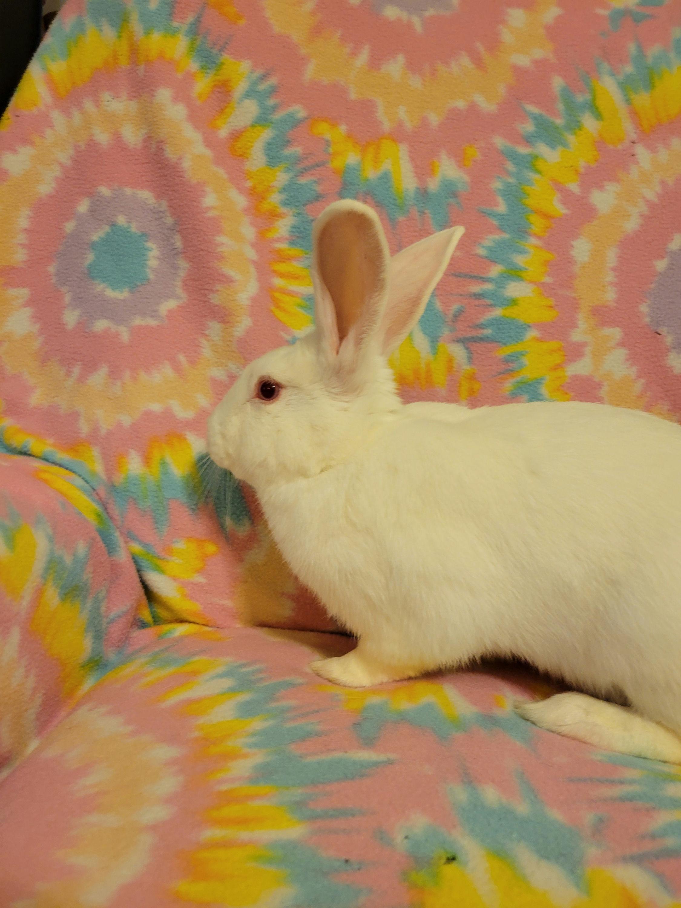 Enlarge Rascal, a Adoptable Bunny Rabbit in Ames, IA image 2/3