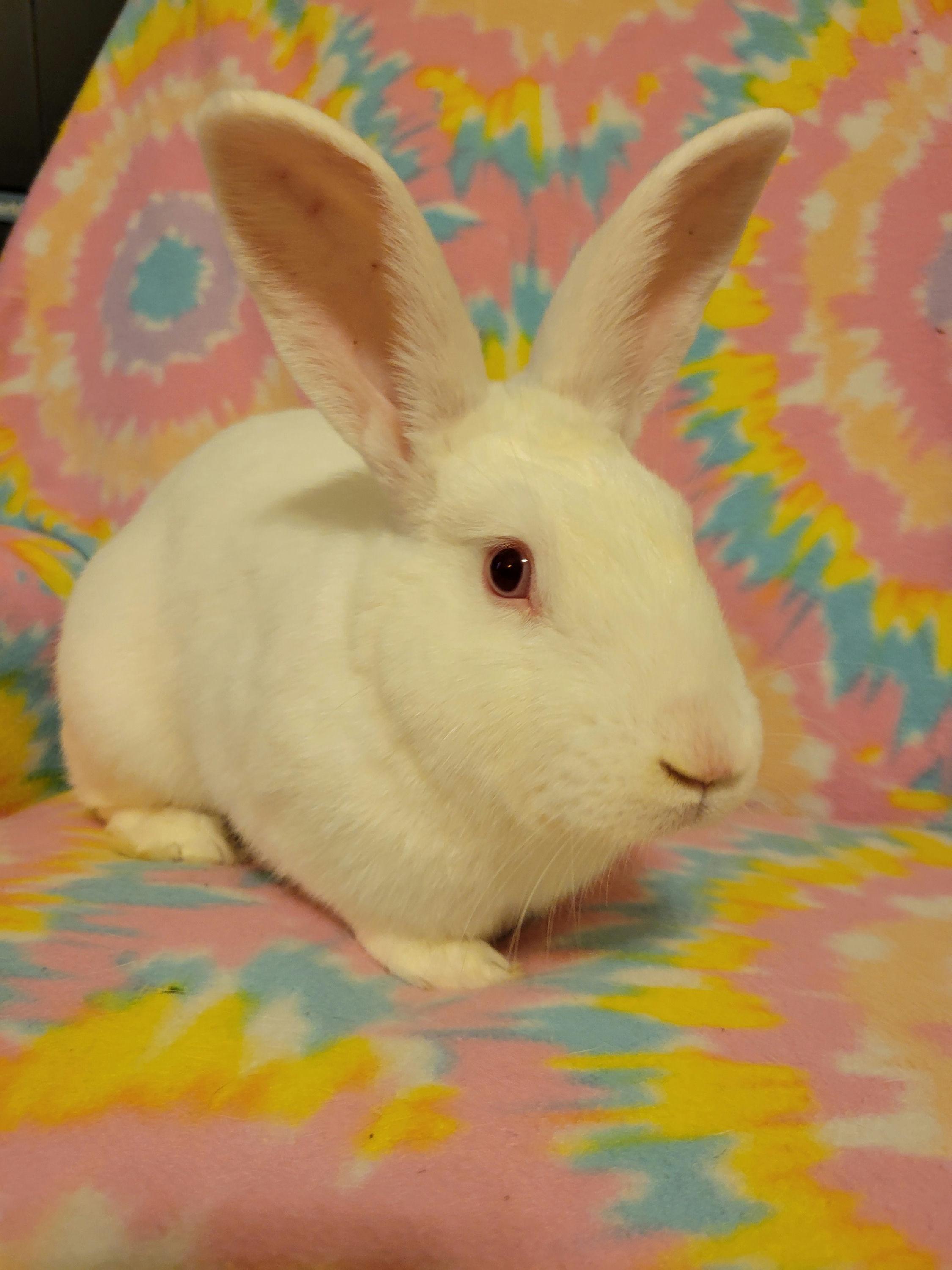 Enlarge Rascal, a Adoptable Bunny Rabbit in Ames, IA image 3/3