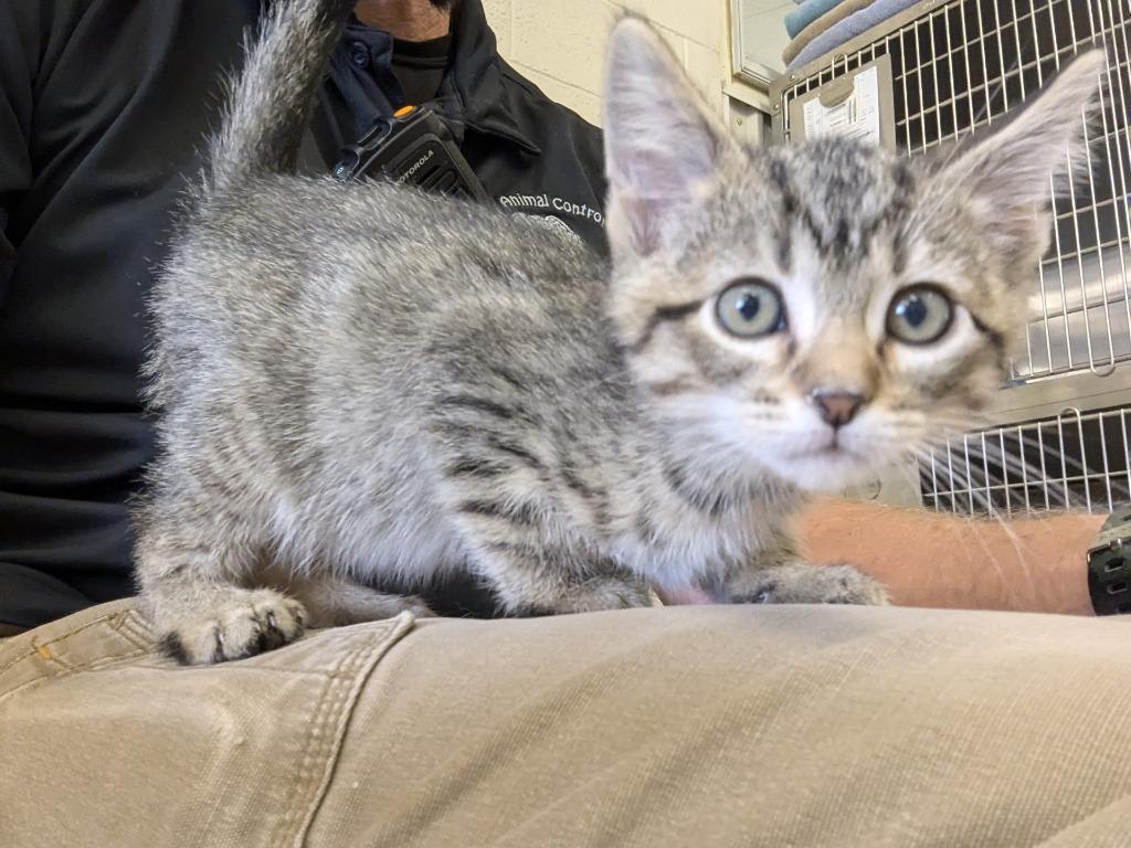 M 7696, Adopted, Young Male Domestic Short Hair.