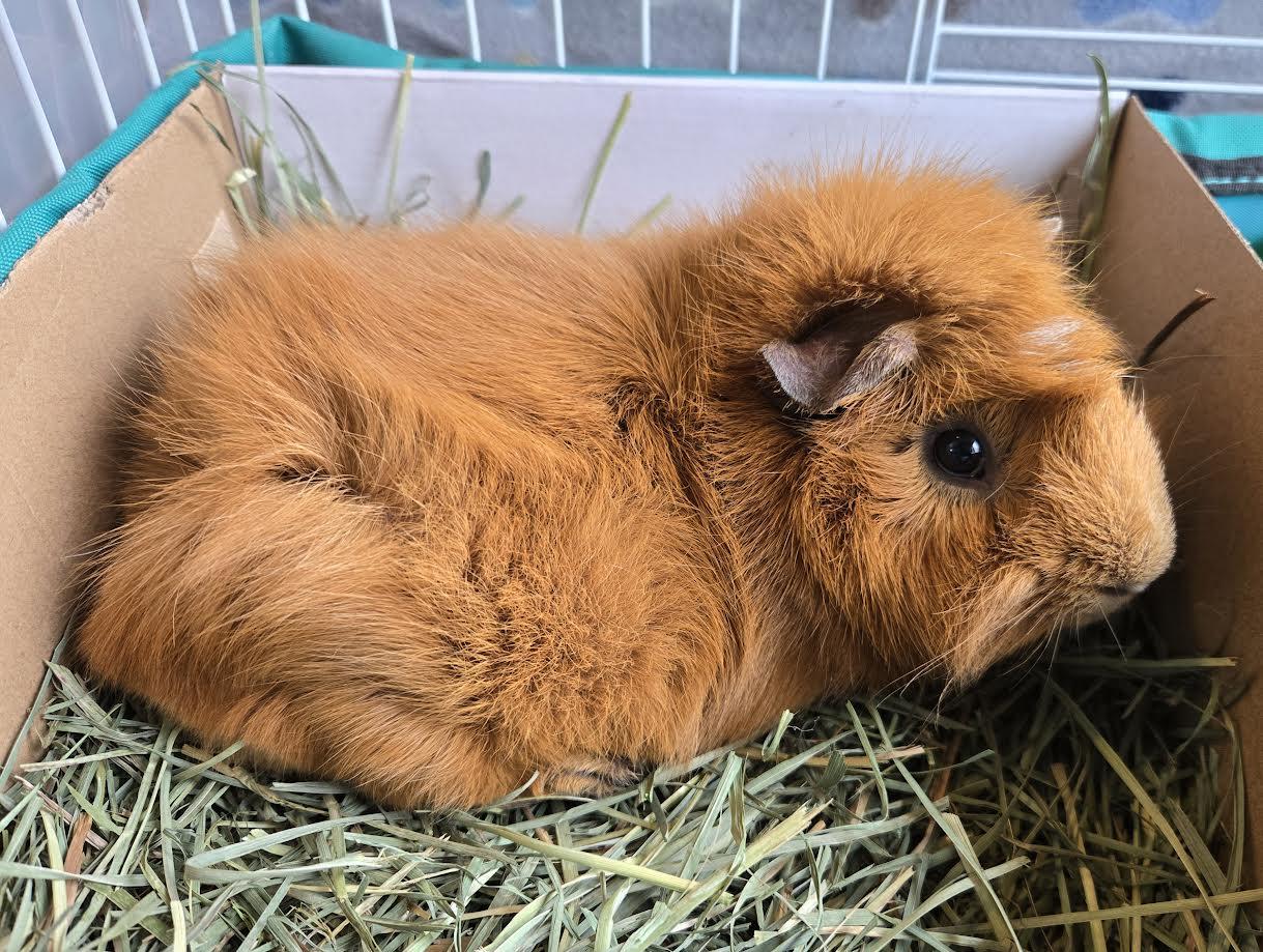 Mauricio, adoptable, Adult Male Guinea Pig & Abyssinian.