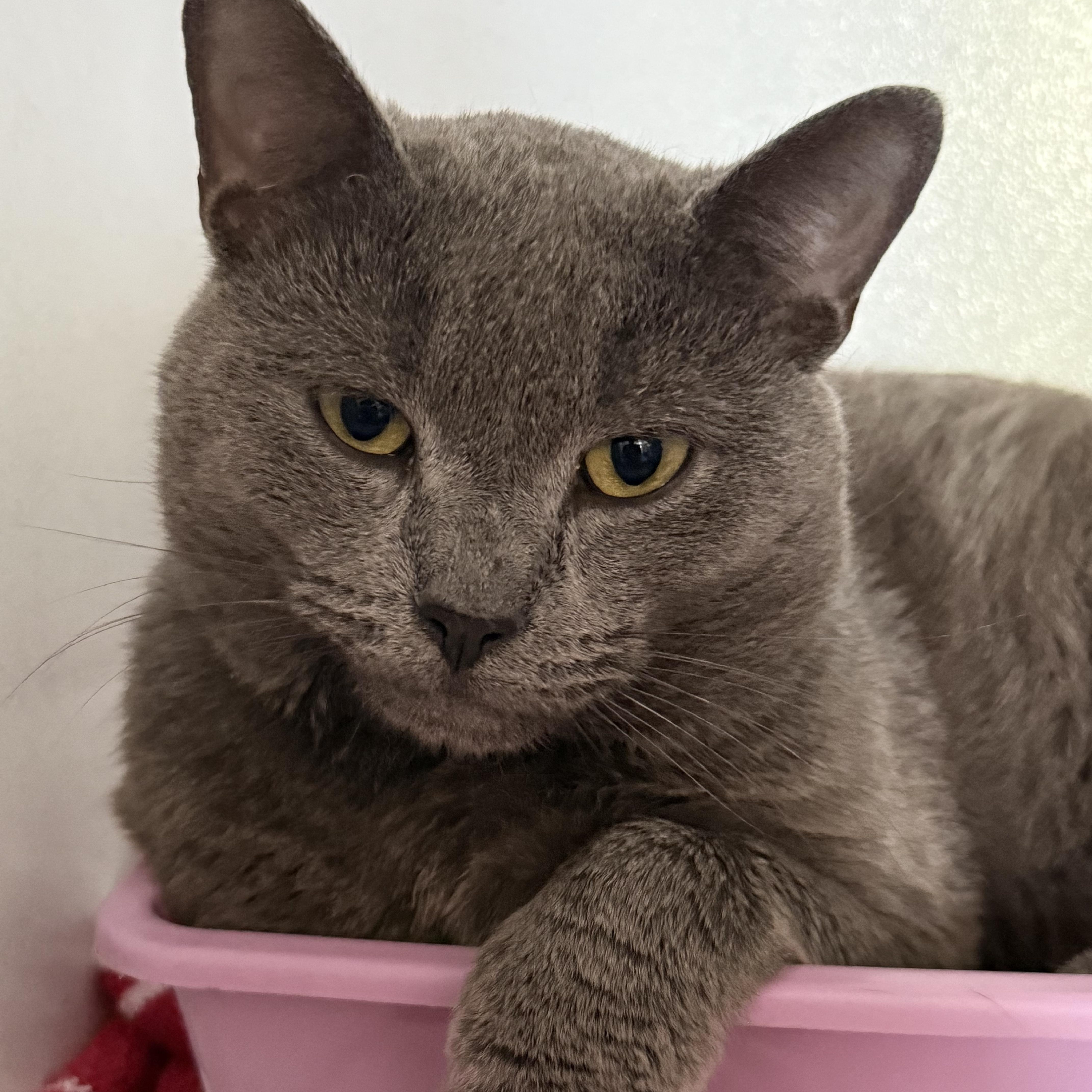 Sparta — thumbnail 2