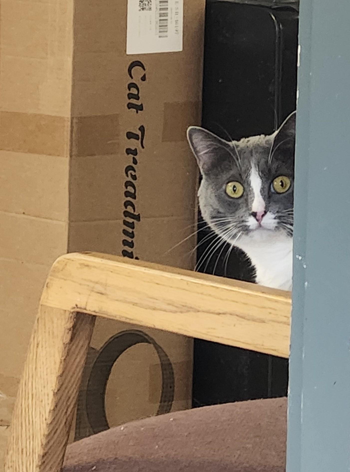 Enid, Adult Female Domestic Short Hair