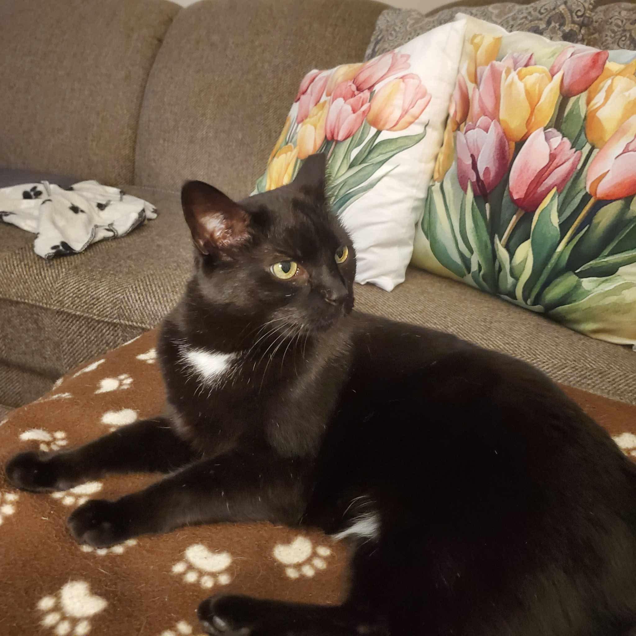 Sophia, Adoptable, Adult Female Domestic Short Hair.