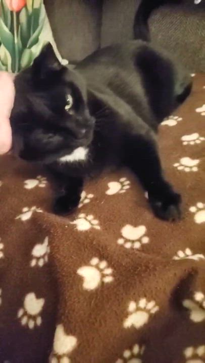 Enlarge Sophia, a Adoptable Domestic Short Hair in Austintown, OH video 2/2