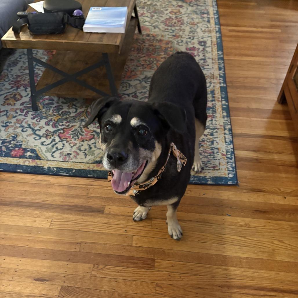 Georgina, Adoptable, Senior Female Black Labrador Retriever & Boxer.