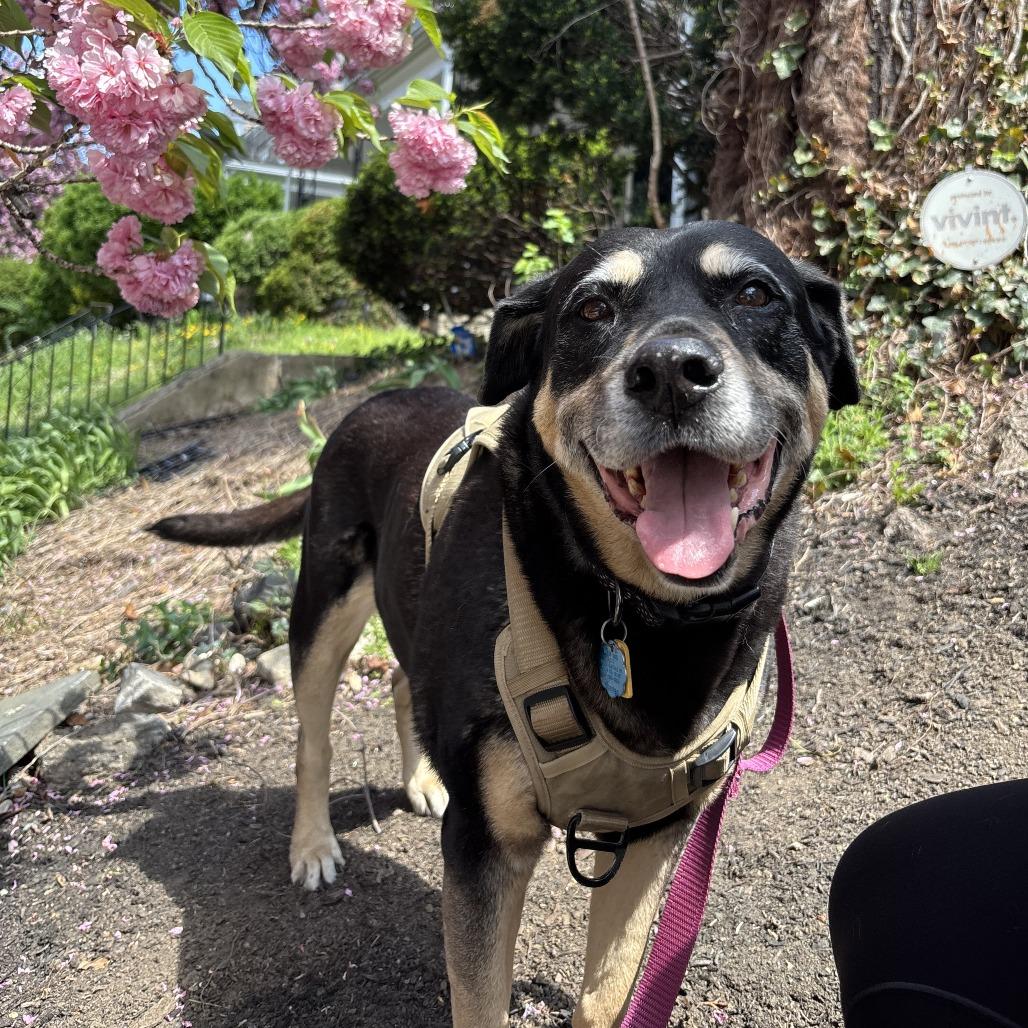 Georgina, a Adoptable mixed breed in Philadelphia, PA image 2/6