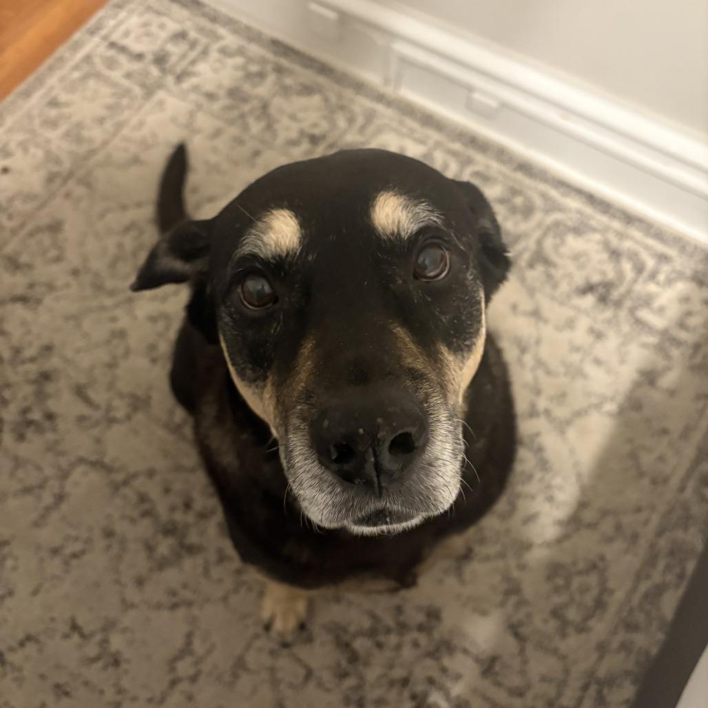 Enlarge Georgina, a Adoptable mixed breed in Philadelphia, PA image 6/6