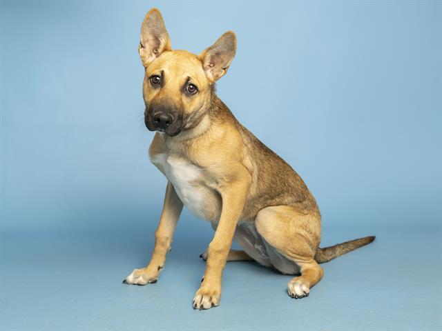 IVY, Adoptable, Puppy Female German Shepherd Dog.