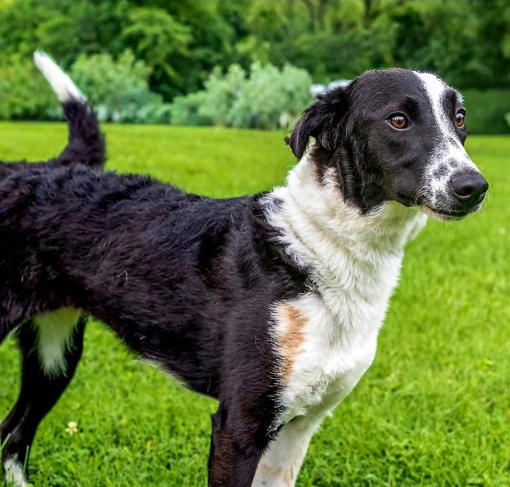 JOJO, a Adoptable Border Collie in Windham, ME image 3/3