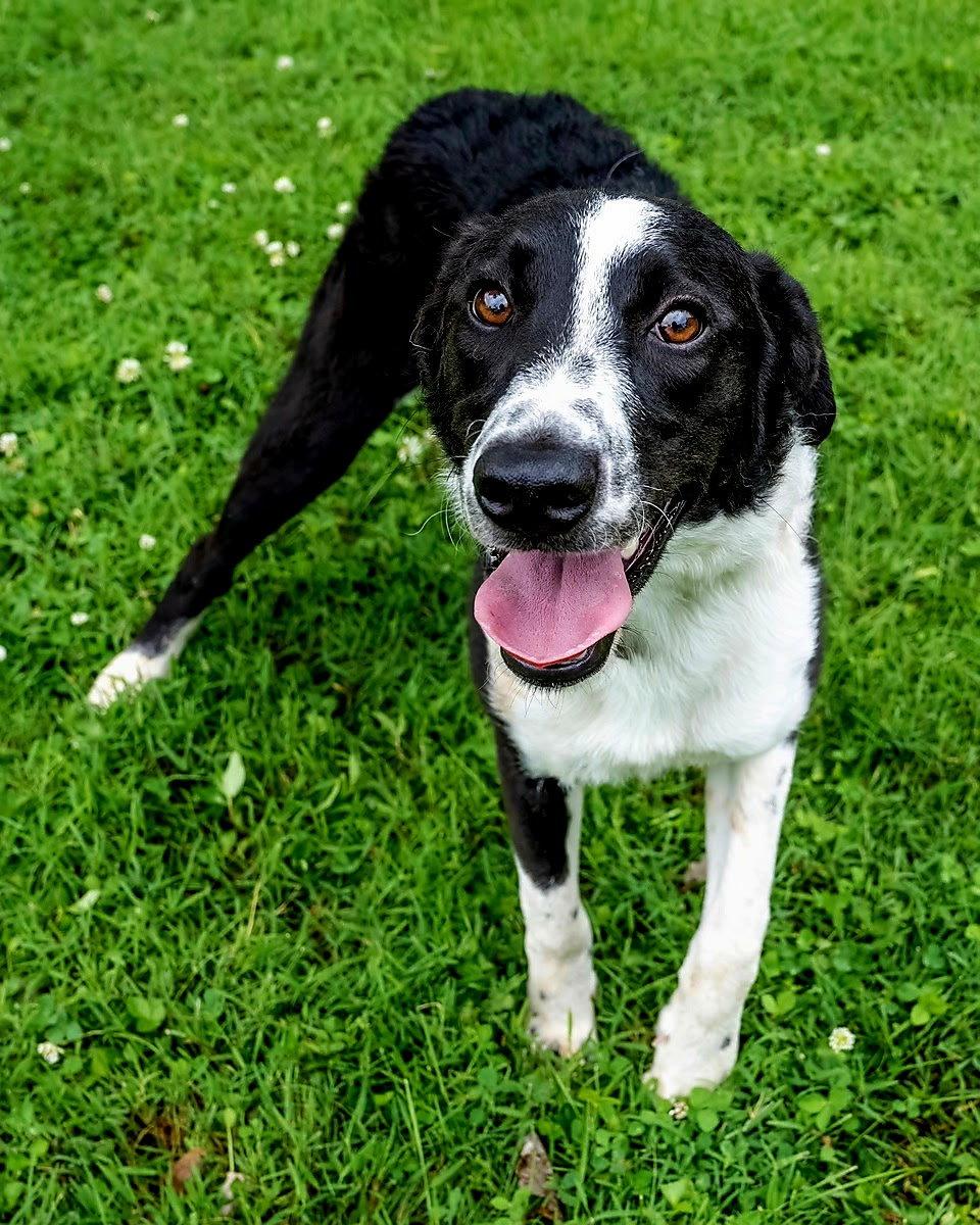 JOJO, a Adoptable Border Collie in Windham, ME image 1/3