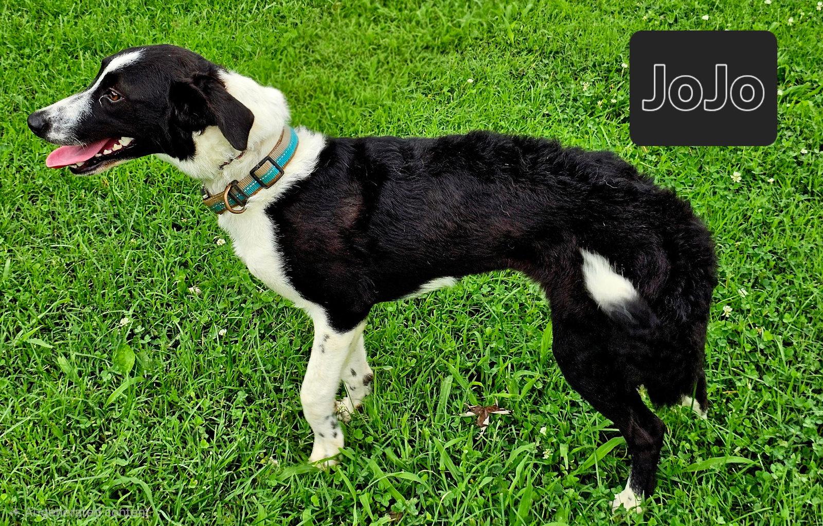 JOJO, a Adoptable Border Collie in Windham, ME image 2/3