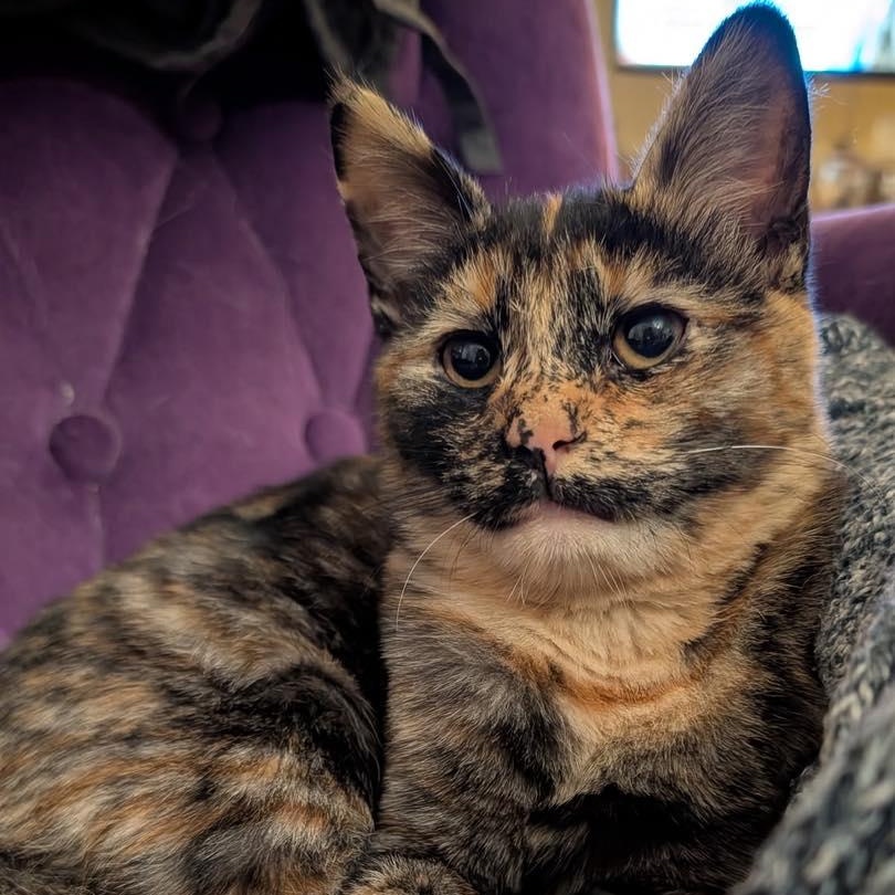 Nutmeg, an adopted Domestic Short Hair in Stamford, CT image 1/4