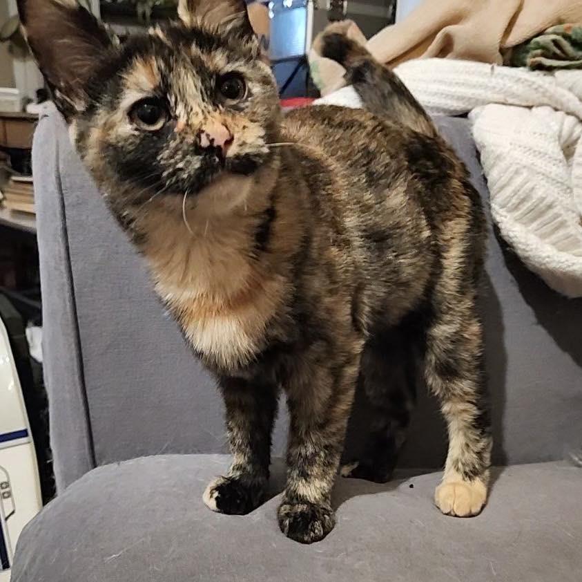 Nutmeg, an adopted Domestic Short Hair in Stamford, CT image 3/4