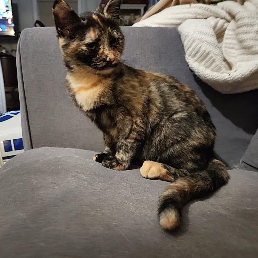 Nutmeg, an adopted Domestic Short Hair in Stamford, CT image 2/4