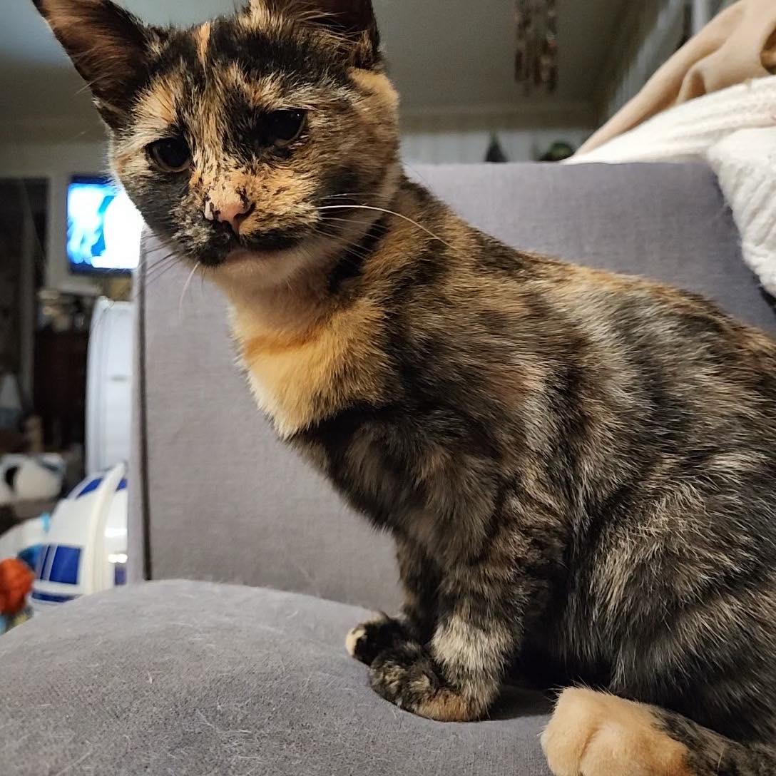 Nutmeg, an adopted Domestic Short Hair in Stamford, CT image 4/4