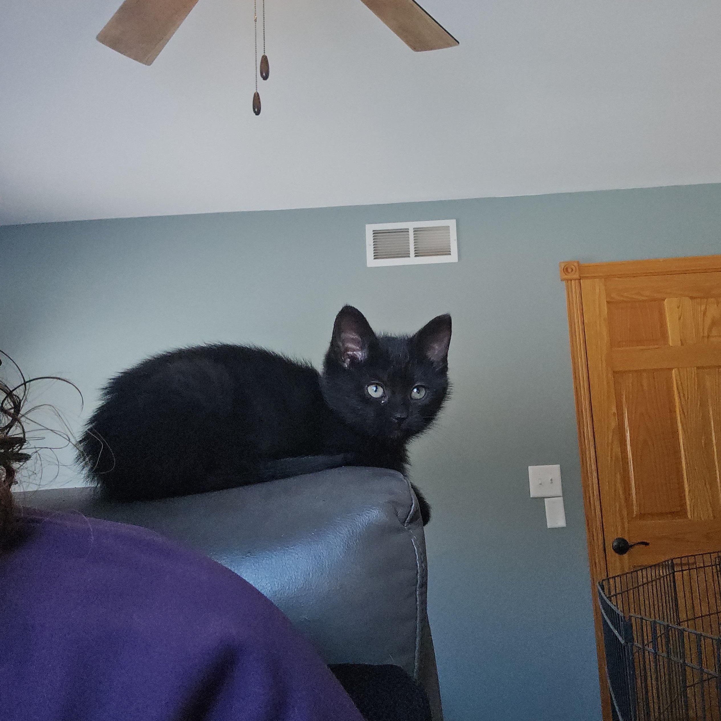 Enlarge Fiddle, a Adoptable Domestic Short Hair in Peotone, IL image 4/5