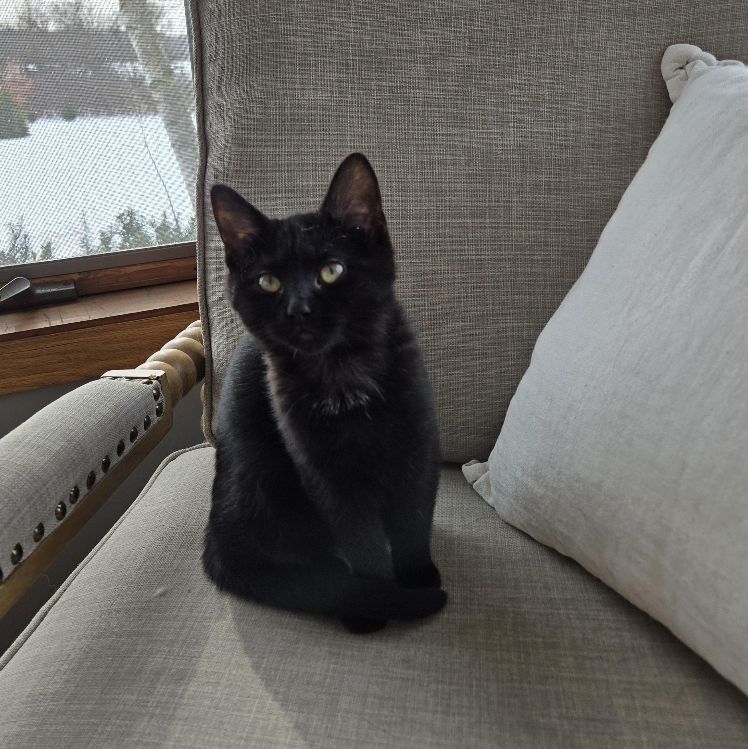 Enlarge Fiddle, a Adoptable Domestic Short Hair in Peotone, IL image 2/5