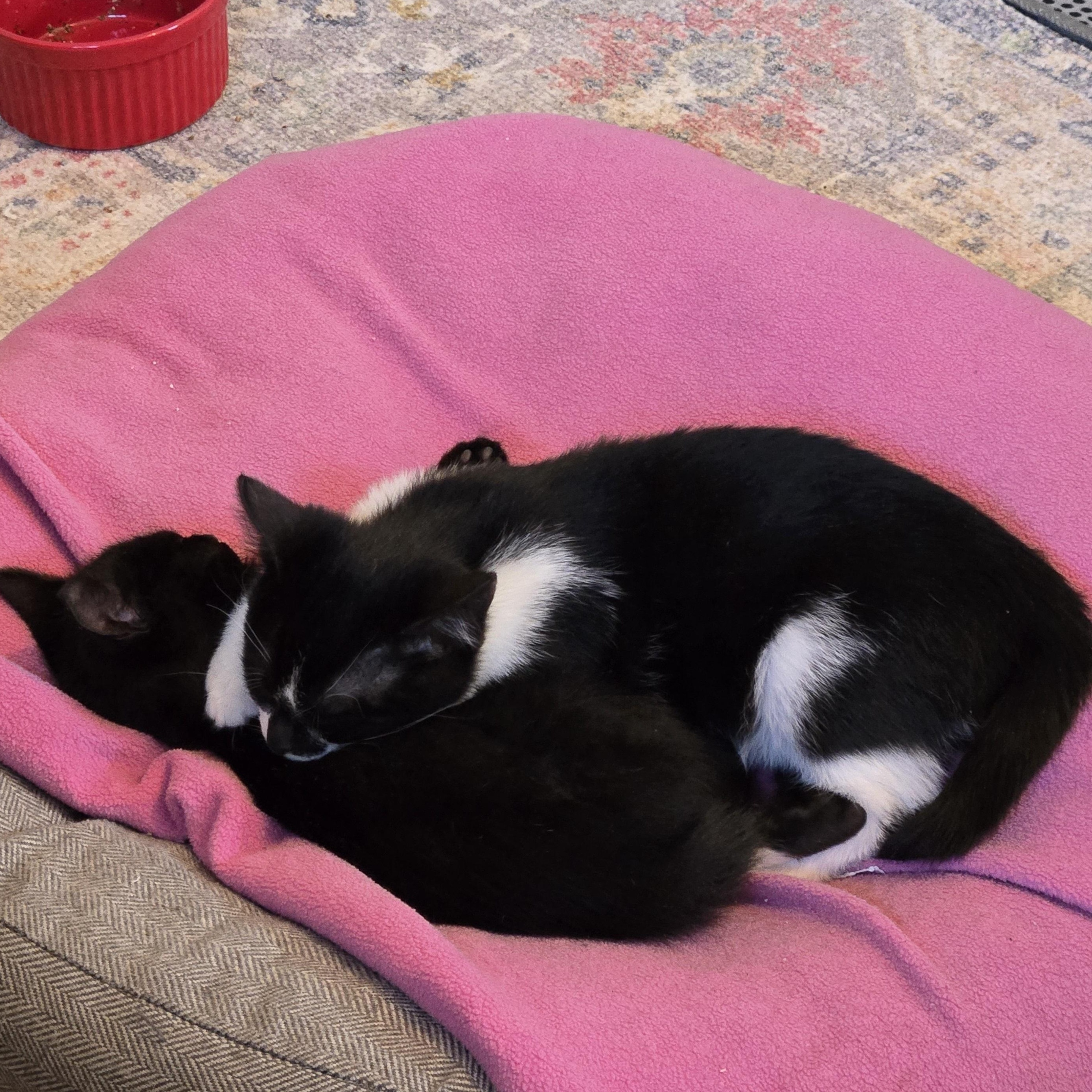 Enlarge Fiddle, a Adoptable Domestic Short Hair in Peotone, IL image 3/5