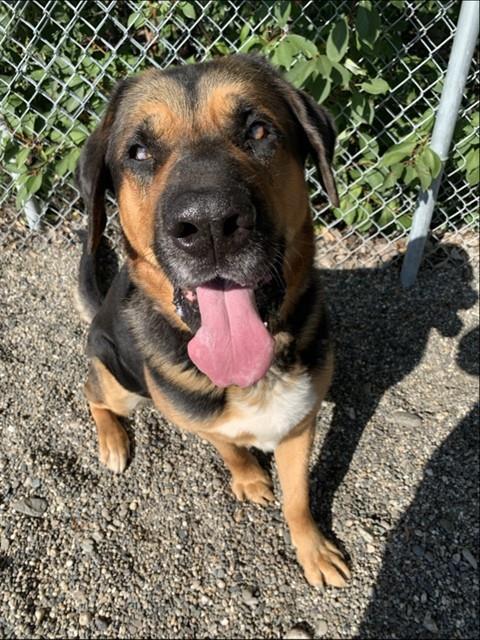 PUMBA, Adoptable, Adult Male Bloodhound & German Shepherd Dog.