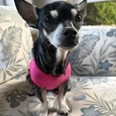 Tinkerbell, an adoptable mixed breed in Waxhaw, NC image 3/4