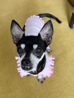 Tinkerbell, an adoptable mixed breed in Waxhaw, NC image 1/4