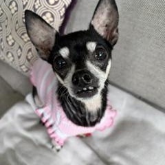 Tinkerbell, an adoptable mixed breed in Waxhaw, NC image 2/4