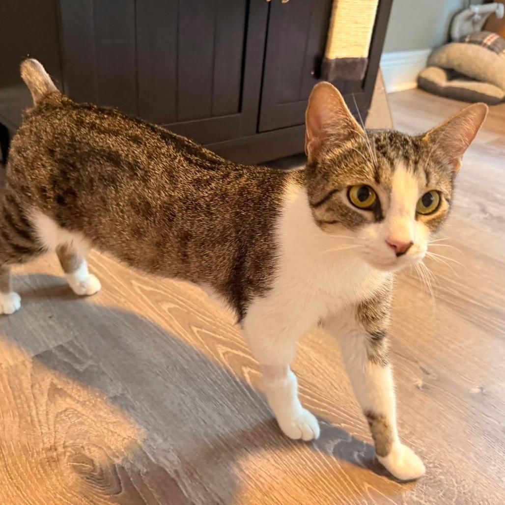 Bobbie (Tabby Mama Cat), Adoptable, Adult Female Domestic Short Hair.