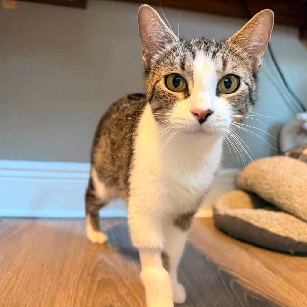 Enlarge Bobbie (Tabby Mama Cat), a Adoptable Domestic Short Hair in Seminole, FL image 2/3
