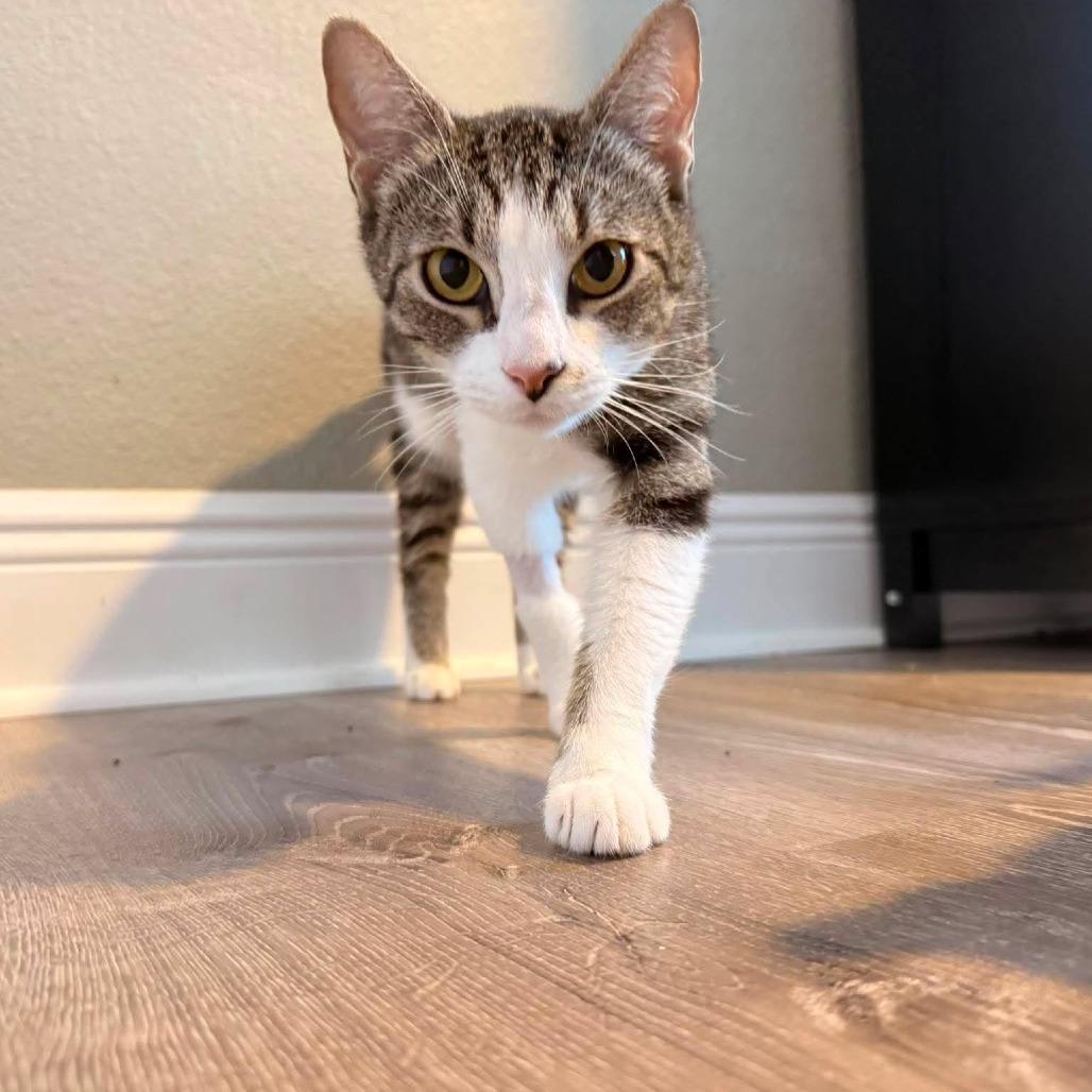 Enlarge Bobbie (Tabby Mama Cat), a Adoptable Domestic Short Hair in Seminole, FL image 3/3