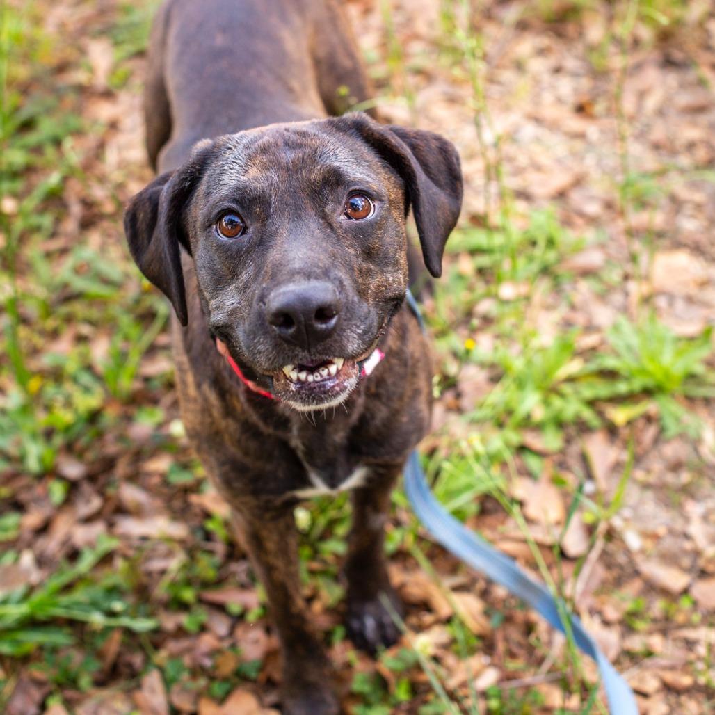 Enlarge Mimi, a Adoptable mixed breed in Hattiesburg, MS image 1/5