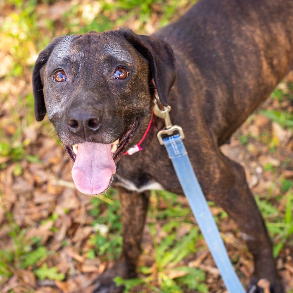 Enlarge Mimi, a Adoptable mixed breed in Hattiesburg, MS image 2/5