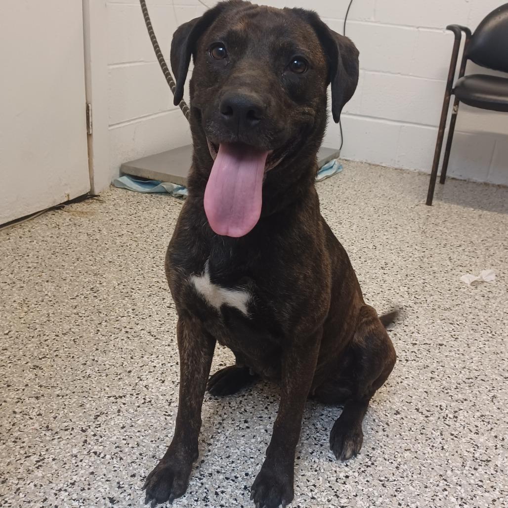 Enlarge Mimi, a Adoptable mixed breed in Hattiesburg, MS image 3/5