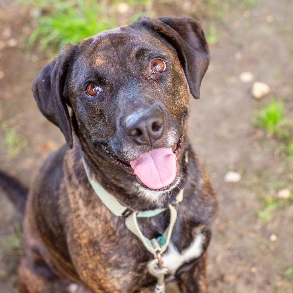 Enlarge Mimi, a Adoptable mixed breed in Hattiesburg, MS image 4/6