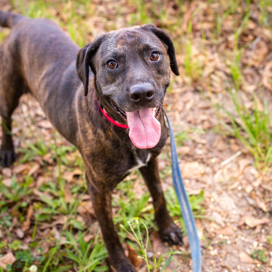 Enlarge Mimi, a Adoptable mixed breed in Hattiesburg, MS image 4/5